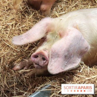 Salon de l'agriculture 2023