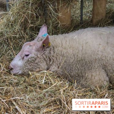 Salon de l'agriculture 2023