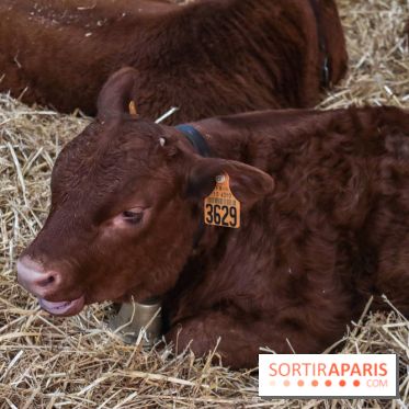 Salon de l'agriculture 2023