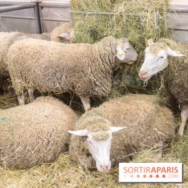 Salon de l'agriculture 2023