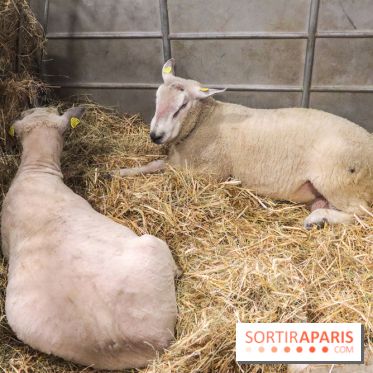 Salon de l'agriculture 2023