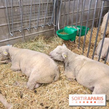 Salon de l'agriculture 2023