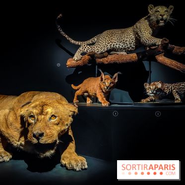 Félins, l'exposition qui nous fait craquer au Muséum national d'Histoire naturelle - photos