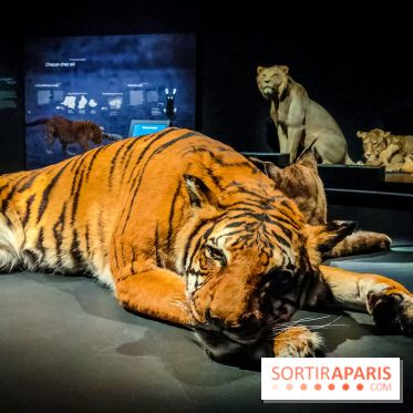 Félins, l'exposition qui nous fait craquer au Muséum national d'Histoire naturelle - photos