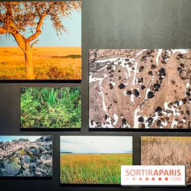 Félins, l'exposition qui nous fait craquer au Muséum national d'Histoire naturelle - photos - IMG20230321100948