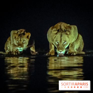 Félins, l'exposition qui nous fait craquer au Muséum national d'Histoire naturelle - photos - IMG20230321095734