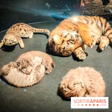Félins, l'exposition qui nous fait craquer au Muséum national d'Histoire naturelle - photos - IMG20230321101951