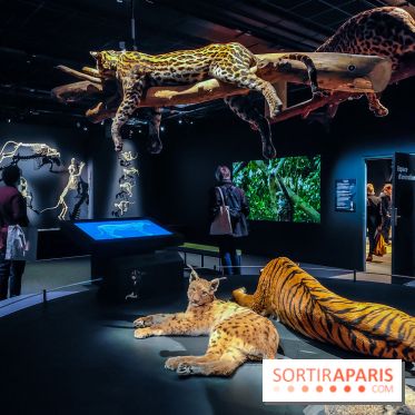 Félins, l'exposition qui nous fait craquer au Muséum national d'Histoire naturelle - photos - IMG20230321101832