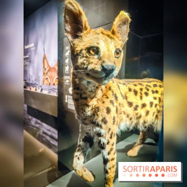 Félins, l'exposition qui nous fait craquer au Muséum national d'Histoire naturelle - photos - IMG20230321100758
