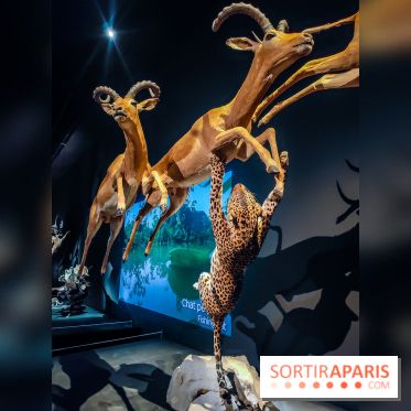 Félins, l'exposition qui nous fait craquer au Muséum national d'Histoire naturelle - photos