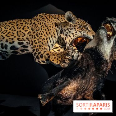 Félins, l'exposition qui nous fait craquer au Muséum national d'Histoire naturelle - photos