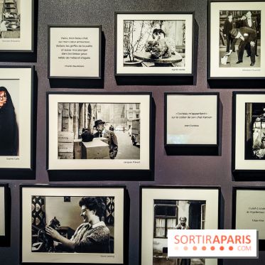 Félins, l'exposition qui nous fait craquer au Muséum national d'Histoire naturelle - photos - IMG20230321104726