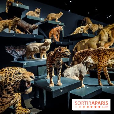 Félins, l'exposition qui nous fait craquer au Muséum national d'Histoire naturelle - photos - IMG20230321102209