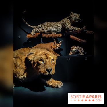 Félins, l'exposition qui nous fait craquer au Muséum national d'Histoire naturelle - photos - IMG20230321100516