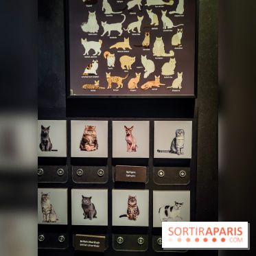 Félins, l'exposition qui nous fait craquer au Muséum national d'Histoire naturelle - photos
