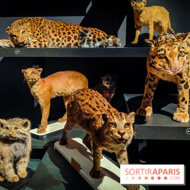 Félins, l'exposition qui nous fait craquer au Muséum national d'Histoire naturelle - photos - IMG20230321102352