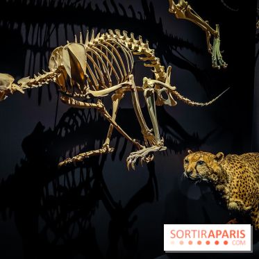 Félins, l'exposition qui nous fait craquer au Muséum national d'Histoire naturelle - photos - IMG20230321102049