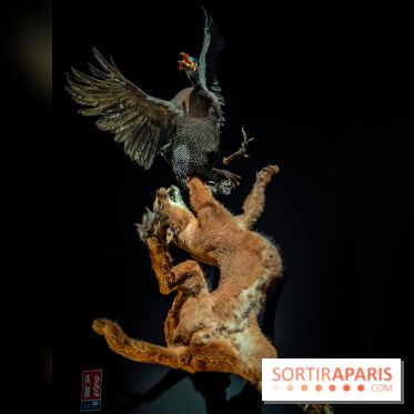 Félins, l'exposition qui nous fait craquer au Muséum national d'Histoire naturelle - photos