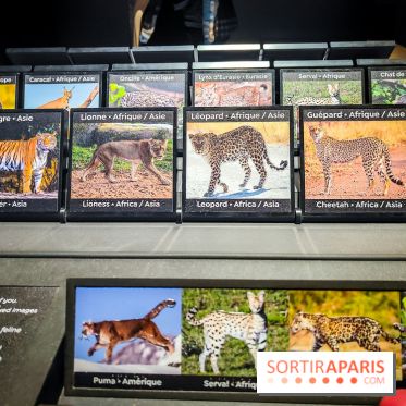 Félins, l'exposition qui nous fait craquer au Muséum national d'Histoire naturelle - photos