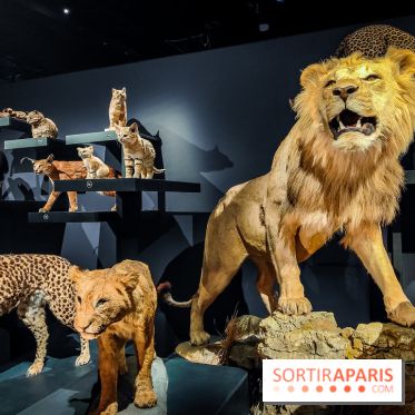 Félins, l'exposition qui nous fait craquer au Muséum national d'Histoire naturelle - photos - IMG20230321102227