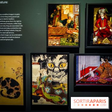 Félins, l'exposition qui nous fait craquer au Muséum national d'Histoire naturelle - photos - IMG20230321104833