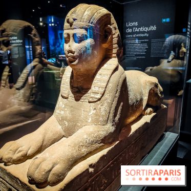 Félins, l'exposition qui nous fait craquer au Muséum national d'Histoire naturelle - photos - IMG20230321103615