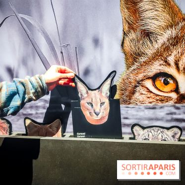 Félins, l'exposition qui nous fait craquer au Muséum national d'Histoire naturelle - photos - IMG20230321100601