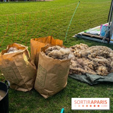 Transhumance à la Villette - A8D2E2C4 F850 4864 A12B 447F43532100