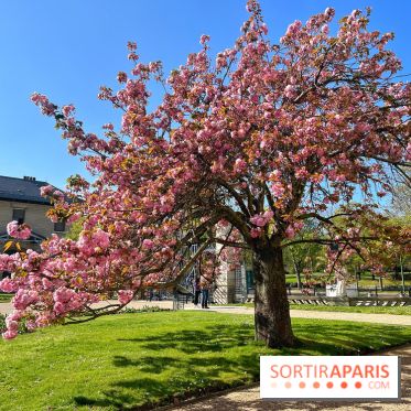 Cerisier - Jardin des Serres d'Auteuil - IMG 1493