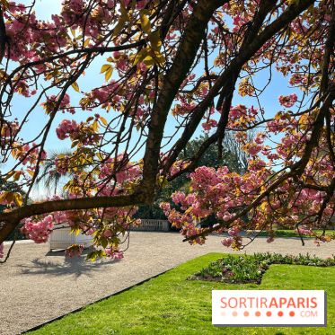 Cerisier - Jardin des Serres d'Auteuil - IMG 1497