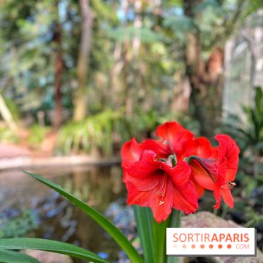 Le Jardin des Serres d'Auteuil - IMG 1539