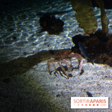 Aquarium Sea Life - IMG 8388