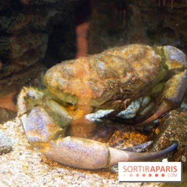 Aquarium Sea Life - IMG 8394