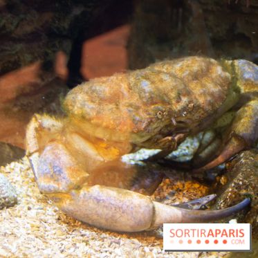 Aquarium Sea Life - IMG 8395