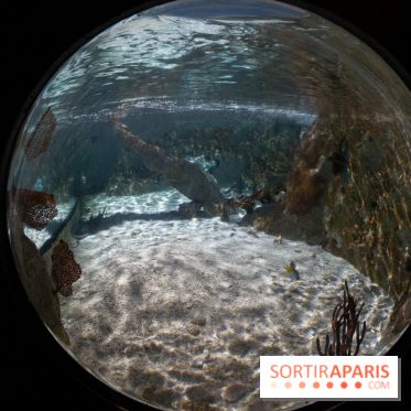 Aquarium Sea Life - IMG 8385