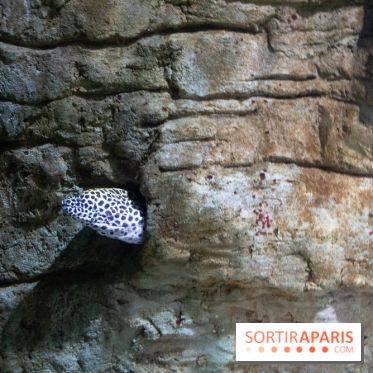 Aquarium Sea Life - IMG 8376