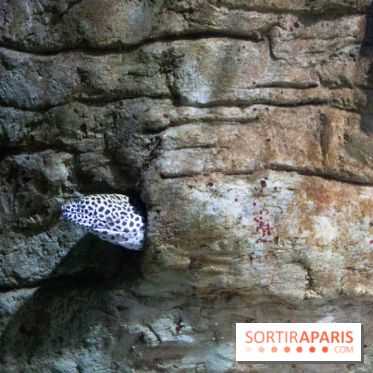 Aquarium Sea Life - IMG 8377