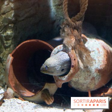 Aquarium Sea Life - IMG 8378