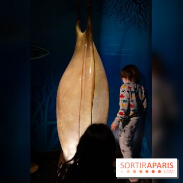 Aquarium Sea Life - IMG 8379