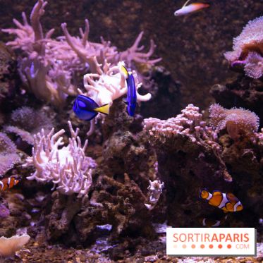 Aquarium Sea Life - IMG 8353