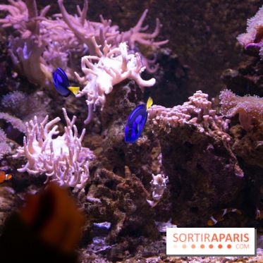 Aquarium Sea Life - IMG 8354