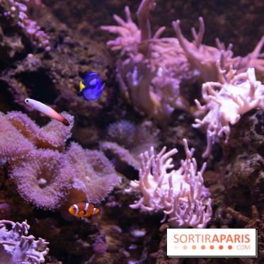 Aquarium Sea Life