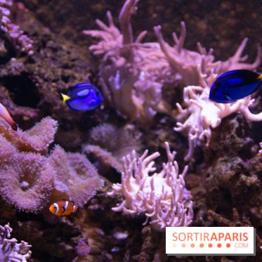 Aquarium Sea Life - IMG 8356