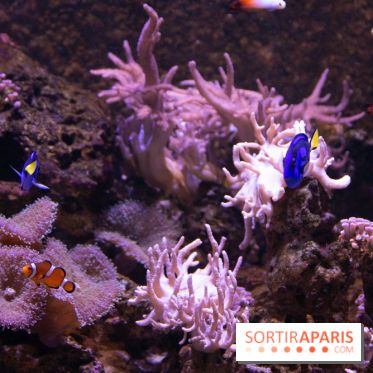 Aquarium Sea Life - IMG 8357