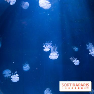 Aquarium Sea Life - IMG 8358