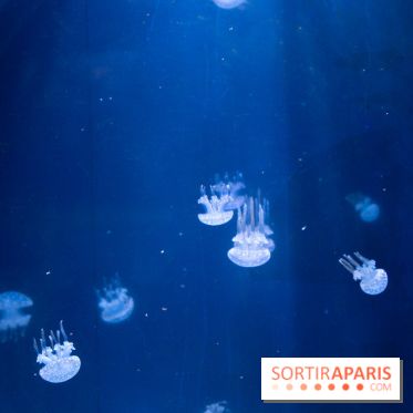 Aquarium Sea Life - IMG 8359