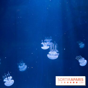 Aquarium Sea Life - IMG 8360