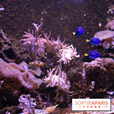 Aquarium Sea Life - IMG 8349