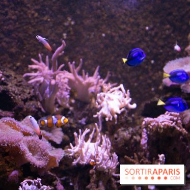 Aquarium Sea Life
