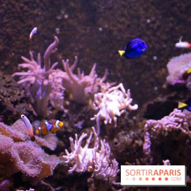 Aquarium Sea Life - IMG 8351